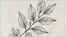 A pencil study of a leafy branch