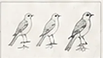 Three quick pencil studies of a bird