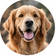 Buddy, a golden retriever, smiling